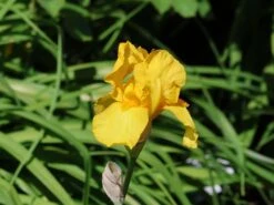 Hohe Schwertlilie 'Ola Kala' -Günstiges Erd Seele Geschäft hohe schwertlilie ola kala m015233 w 4