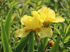 Hohe Schwertlilie 'Ola Kala' -Günstiges Erd Seele Geschäft hohe schwertlilie ola kala m015233 w 5