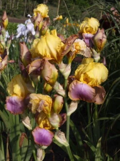 Hohe Schwertlilie 'Sunset Sky' -Günstiges Erd Seele Geschäft hohe schwertlilie sunset sky m079920 w 0