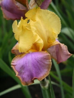 Hohe Schwertlilie 'Sunset Sky' -Günstiges Erd Seele Geschäft hohe schwertlilie sunset sky m079920 w 1