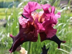 Hohe Schwertlilie 'Wine And Roses' -Günstiges Erd Seele Geschäft hohe schwertlilie wine and roses m079922 w 0