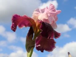 Hohe Schwertlilie 'Wine And Roses' -Günstiges Erd Seele Geschäft hohe schwertlilie wine and roses m079922 w 1