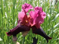 Hohe Schwertlilie 'Wine And Roses' -Günstiges Erd Seele Geschäft hohe schwertlilie wine and roses m079922 w 2