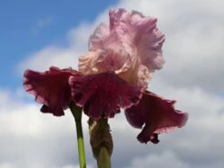 Hohe Schwertlilie 'Wine And Roses' -Günstiges Erd Seele Geschäft hohe schwertlilie wine and roses m079922 w 3