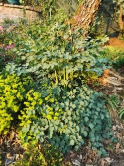 Hohe Wiesenraute 'Elin' -Günstiges Erd Seele Geschäft hohe wiesenraute elin m063062 781872 0