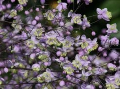 Hohe Wiesenraute 'Elin'