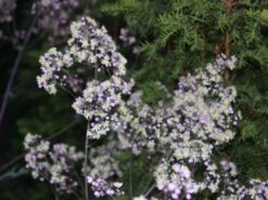 Hohe Wiesenraute 'Elin' -Günstiges Erd Seele Geschäft hohe wiesenraute elin m063062 w 0