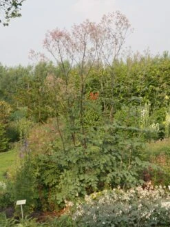 Hohe Wiesenraute 'Elin' -Günstiges Erd Seele Geschäft hohe wiesenraute elin m063062 w 1