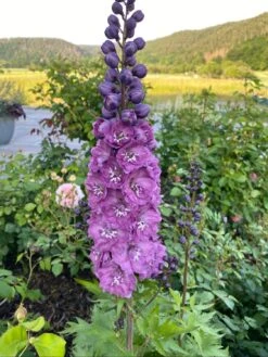 Hoher Rittersporn 'Delphi's Pink Power' -Günstiges Erd Seele Geschäft hoher rittersporn delphis pink power m058344 1031548 0