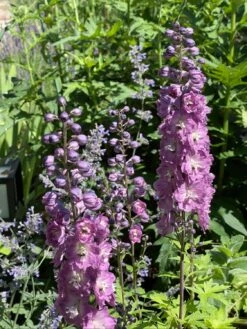 Hoher Rittersporn 'Delphi's Pink Power' -Günstiges Erd Seele Geschäft hoher rittersporn delphis pink power m058344 891313 0