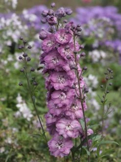 Hoher Rittersporn 'Delphi's Pink Power' -Günstiges Erd Seele Geschäft hoher rittersporn delphis pink power m058344 w 0