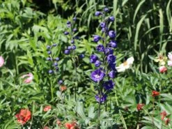 Hoher Rittersporn 'Delphi's Power' ® -Günstiges Erd Seele Geschäft hoher rittersporn delphis power m062053 w 0