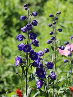 Hoher Rittersporn 'Delphi's Power' ® -Günstiges Erd Seele Geschäft hoher rittersporn delphis power m062053 w 1