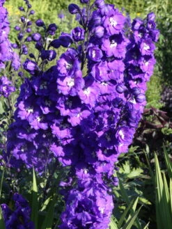 Hoher Rittersporn 'Delphi's Power' ® -Günstiges Erd Seele Geschäft hoher rittersporn delphis power m062053 w 2