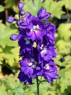 Hoher Rittersporn 'Delphi's Power' ® -Günstiges Erd Seele Geschäft hoher rittersporn delphis power m062053 w 3