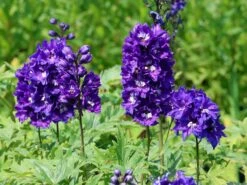 Hoher Rittersporn 'Delphi's Power' ® -Günstiges Erd Seele Geschäft hoher rittersporn delphis power m062053 w 4