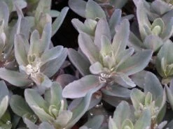 Hohes Fettblatt 'Marina' -Günstiges Erd Seele Geschäft hohes fettblatt marina m117789 w 0