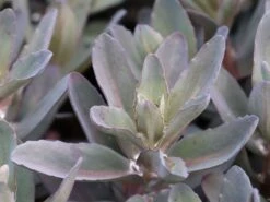 Hohes Fettblatt 'Marina' -Günstiges Erd Seele Geschäft hohes fettblatt marina m117789 w 1