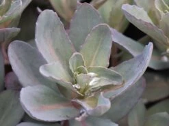 Hohes Fettblatt 'Marina' -Günstiges Erd Seele Geschäft hohes fettblatt marina m117789 w 2