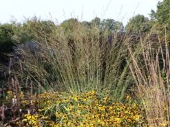 Hohes Pfeifengras 'Skyracer' -Günstiges Erd Seele Geschäft hohes pfeifengras skyracer m075053 w 1