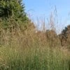 Hohes Pfeifengras 'Windspiel' -Günstiges Erd Seele Geschäft hohes pfeifengras windspiel m044925 h 0