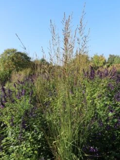 Hohes Pfeifengras 'Windspiel' -Günstiges Erd Seele Geschäft hohes pfeifengras windspiel m044925 w 0