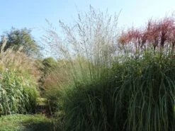 Hohes Pfeifengras 'Windspiel' -Günstiges Erd Seele Geschäft hohes pfeifengras windspiel m044925 w 1