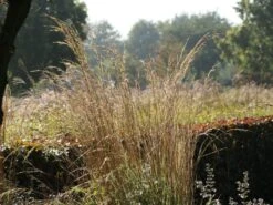 Hohes Pfeifengras 'Windspiel' -Günstiges Erd Seele Geschäft hohes pfeifengras windspiel m044925 w 10