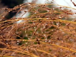 Hohes Pfeifengras 'Windspiel' -Günstiges Erd Seele Geschäft hohes pfeifengras windspiel m044925 w 2