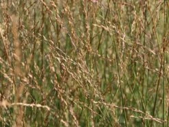 Hohes Pfeifengras 'Windspiel' -Günstiges Erd Seele Geschäft hohes pfeifengras windspiel m044925 w 3