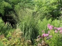 Hohes Pfeifengras 'Windspiel' -Günstiges Erd Seele Geschäft hohes pfeifengras windspiel m044925 w 4