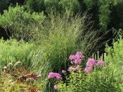 Hohes Pfeifengras 'Windspiel' -Günstiges Erd Seele Geschäft hohes pfeifengras windspiel m044925 w 6