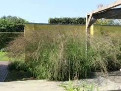 Hohes Pfeifengras 'Windspiel' -Günstiges Erd Seele Geschäft hohes pfeifengras windspiel m044925 w 7