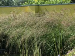 Hohes Pfeifengras 'Windspiel' -Günstiges Erd Seele Geschäft hohes pfeifengras windspiel m044925 w 8