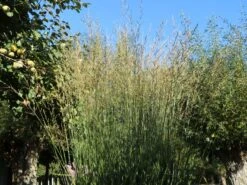 Hohes Pfeifengras 'Windspiel' -Günstiges Erd Seele Geschäft hohes pfeifengras windspiel m044925 w 9