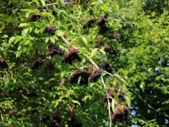 Holunder 'Haidegg 17' -Günstiges Erd Seele Geschäft holunder haidegg 17 m072915 w 0