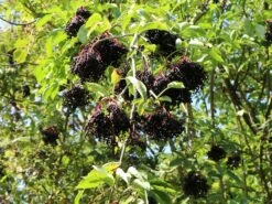 Holunder 'Haidegg 17' -Günstiges Erd Seele Geschäft holunder haidegg 17 m072915 w 1