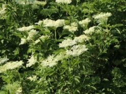 Holunder 'Haidegg 17' -Günstiges Erd Seele Geschäft holunder haidegg 17 m072915 w 2