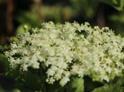 Holunder 'Haidegg 17' -Günstiges Erd Seele Geschäft holunder haidegg 17 m072915 w 3