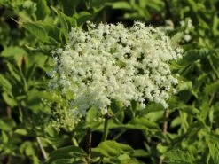 Holunder 'Haidegg 17' -Günstiges Erd Seele Geschäft holunder haidegg 17 m072915 w 4