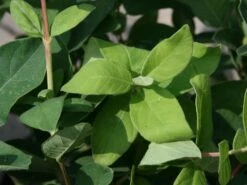 Honigbeere / Sibirische Blaubeere 'Blue Velvet' 14 Honigbeere / Sibirische Blaubeere 'Blue Velvet' -Günstiges Erd Seele Geschäft honigbeere maibeere blue velvet sibirische blaubeere m008237 w 0