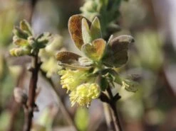 Honigbeere / Sibirische Blaubeere 'Altaj'