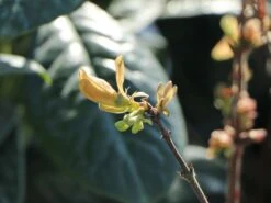 Honigbeere / Sibirische Blaubeere 'Balaleika' 6 Honigbeere / Sibirische Blaubeere 'Balaleika' -Günstiges Erd Seele Geschäft honigbeere sibirische blaubeere balaleika m071563 w 0