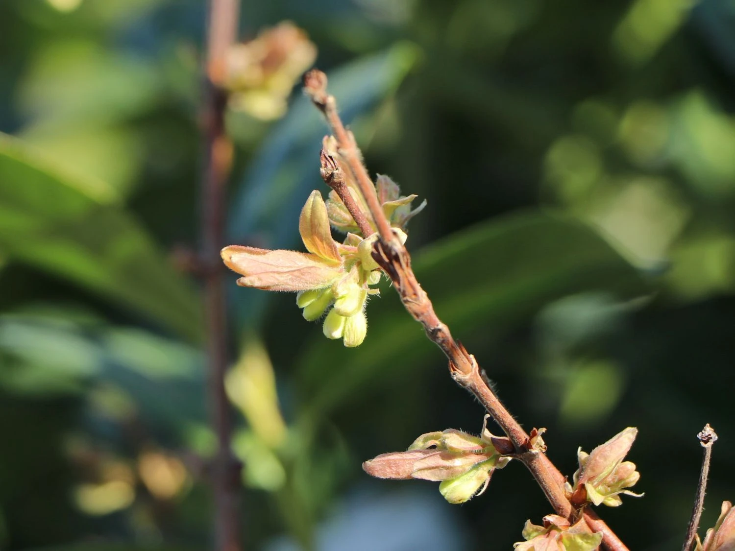 Honigbeere / Sibirische Blaubeere 'Balaleika' 5 Honigbeere / Sibirische Blaubeere 'Balaleika' – Bild 3