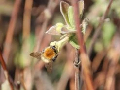 Honigbeere / Sibirische Blaubeere 'Blue Velvet' 15 Honigbeere / Sibirische Blaubeere 'Blue Velvet' -Günstiges Erd Seele Geschäft honigbeere sibirische blaubeere blue velvet m008237 w 0