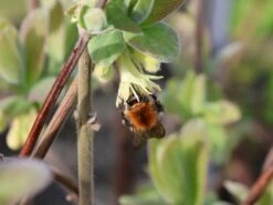 Honigbeere / Sibirische Blaubeere 'Blue Velvet' 17 Honigbeere / Sibirische Blaubeere 'Blue Velvet' -Günstiges Erd Seele Geschäft honigbeere sibirische blaubeere blue velvet m008237 w 2