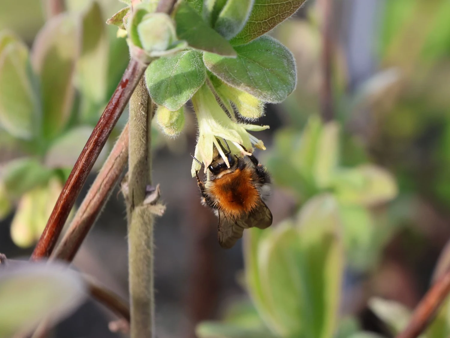 Honigbeere / Sibirische Blaubeere 'Blue Velvet' 8 Honigbeere / Sibirische Blaubeere 'Blue Velvet' – Bild 6