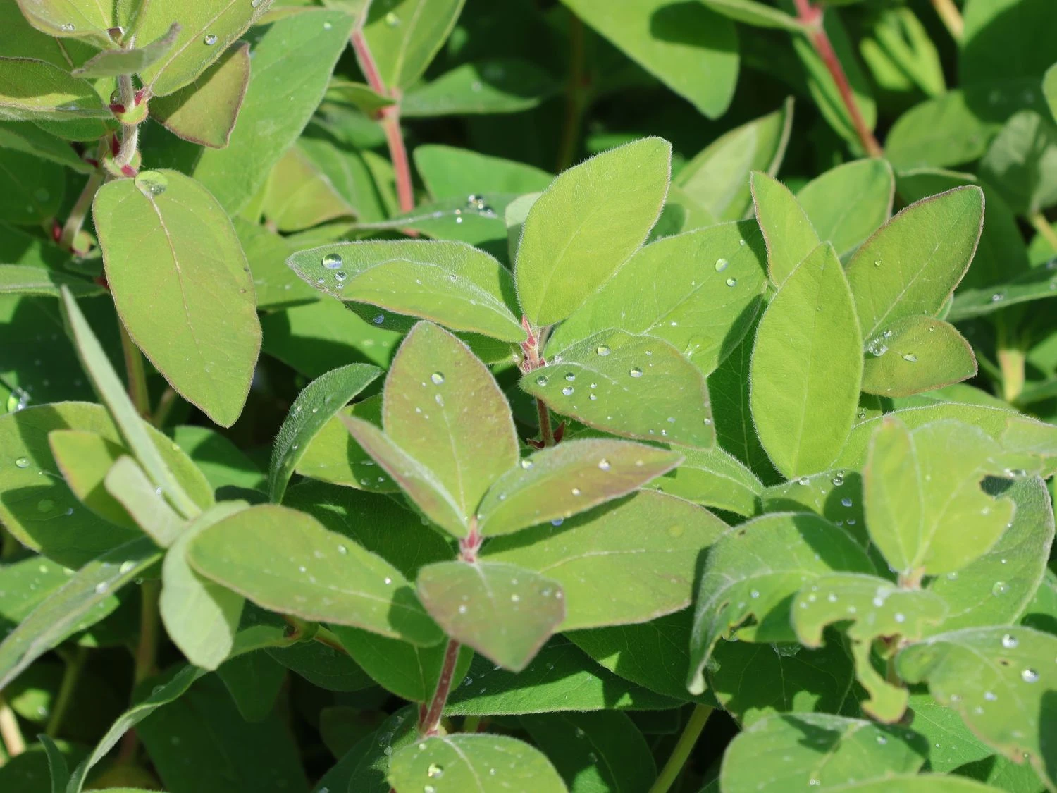 Honigbeere / Sibirische Blaubeere 'Blue Velvet' 9 Honigbeere / Sibirische Blaubeere 'Blue Velvet' – Bild 7