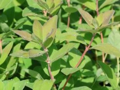 Honigbeere / Sibirische Blaubeere 'Blue Velvet' 13 Honigbeere / Sibirische Blaubeere 'Blue Velvet' -Günstiges Erd Seele Geschäft honigbeere sibirische blaubeere blue velvet m008237 w 4