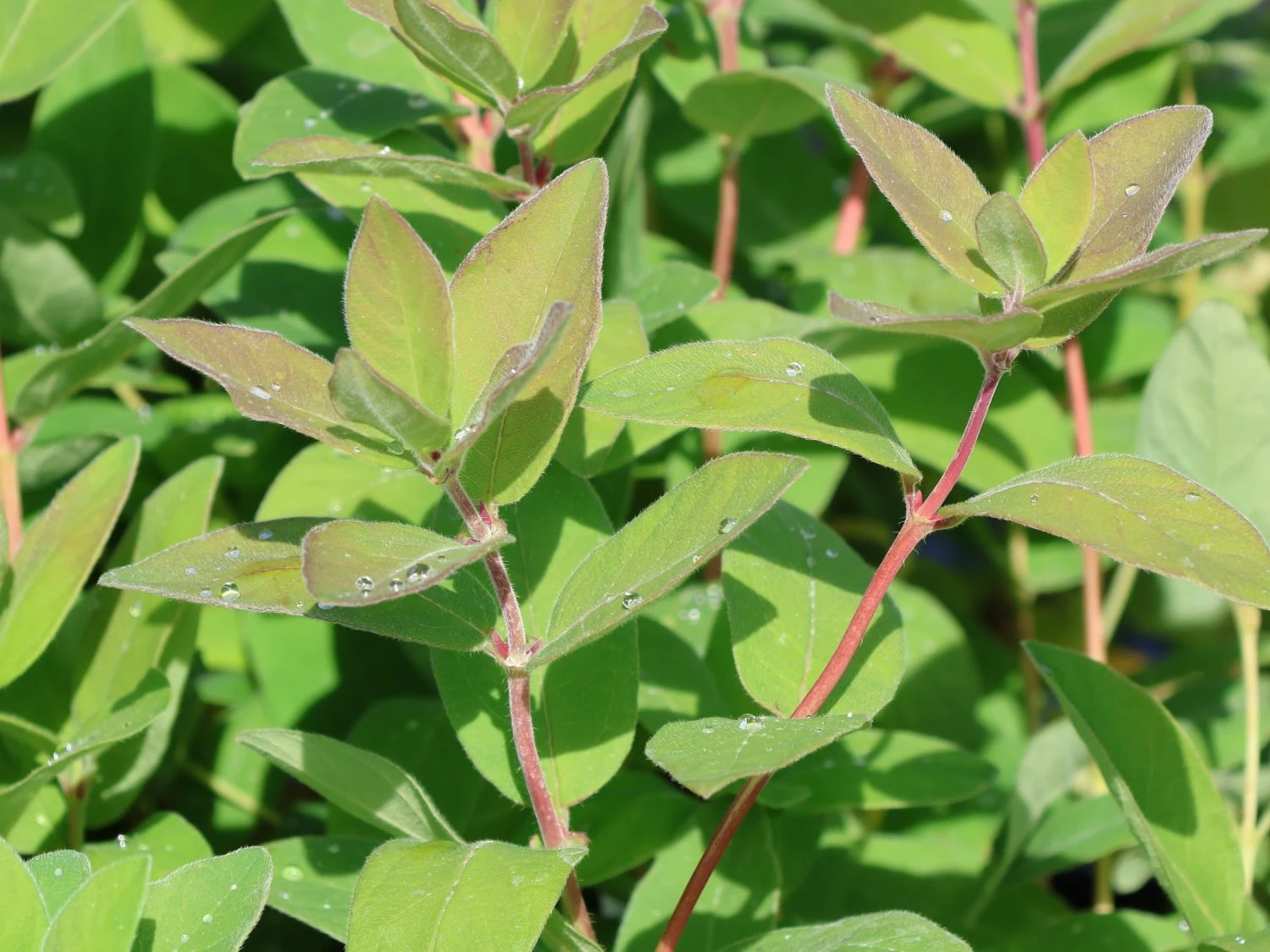 Honigbeere / Sibirische Blaubeere 'Blue Velvet' 4 Honigbeere / Sibirische Blaubeere 'Blue Velvet' – Bild 2